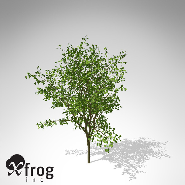 3d model xfrogplants european buckthorn europe - XfrogPlants European Buckthorn... by xfrog