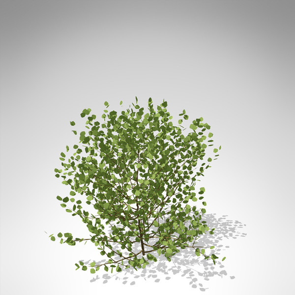 max xfrogplants european aspen europe - XfrogPlants European Aspen... by xfrog