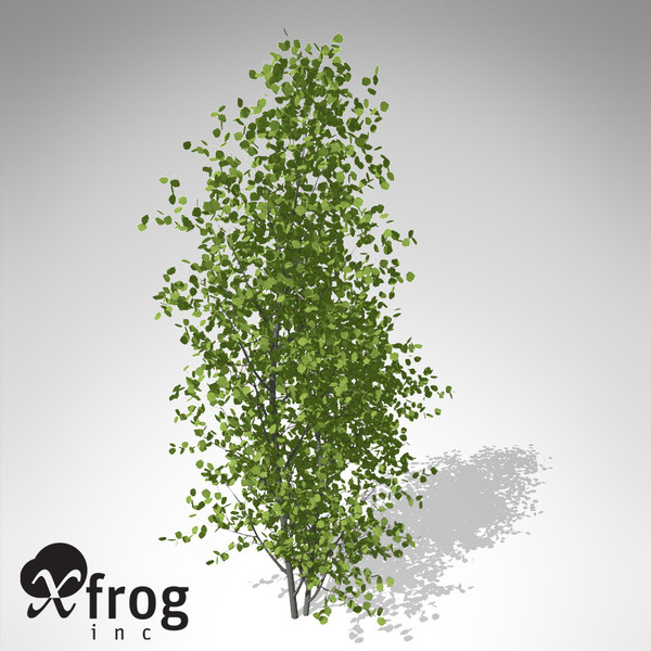 max xfrogplants european aspen europe - XfrogPlants European Aspen... by xfrog