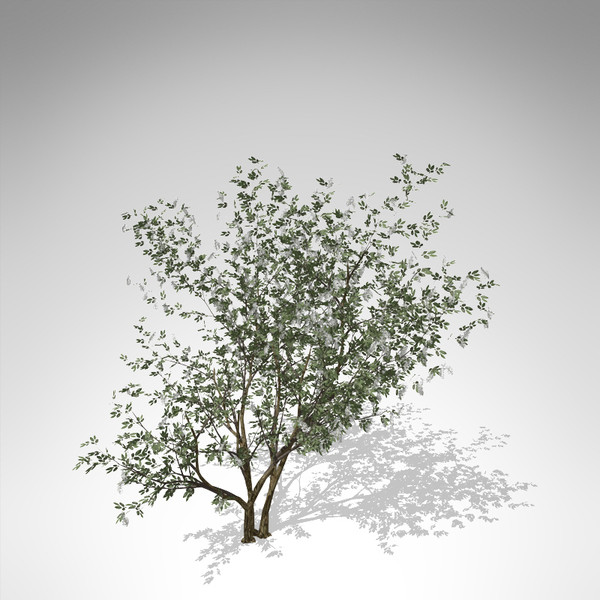 3d xfrogplants european bird-cherry europe - XfrogPlants European Bird-cherry... by xfrog
