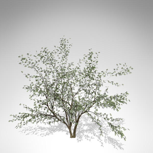 3d xfrogplants european bird-cherry europe - XfrogPlants European Bird-cherry... by xfrog