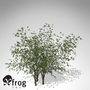 3d xfrogplants european bird-cherry europe
