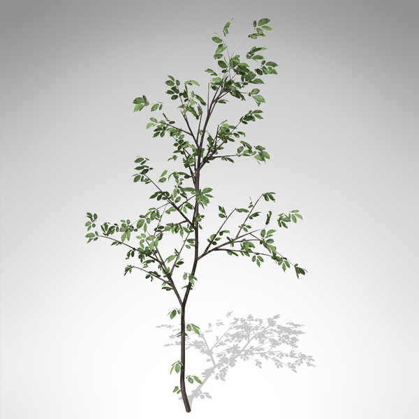 3d xfrogplants european bird-cherry europe - XfrogPlants European Bird-cherry... by xfrog