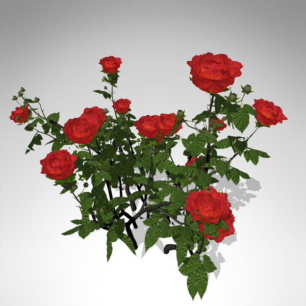 maya xfrogplants hundred-leaved rose - XfrogPlants Hundred-leaved Rose... by xfrog