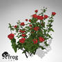 maya xfrogplants hundred-leaved rose