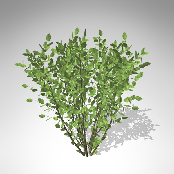 xfrogplants grey willow plant 3d model - XfrogPlants Grey Willow... by xfrog