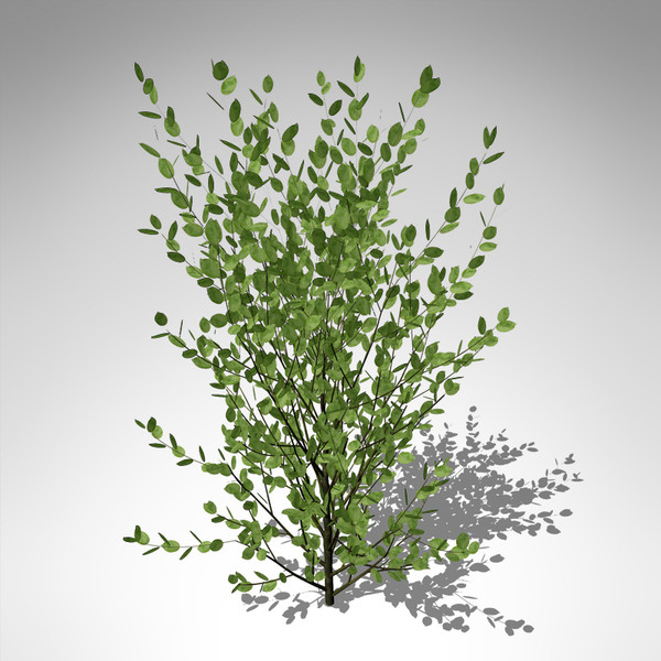 xfrogplants grey willow plant 3d model - XfrogPlants Grey Willow... by xfrog