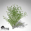 XfrogPlants Grey Willow
