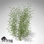 3d model xfrogplants purple willow shrub
