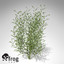 XfrogPlants Purple Willow