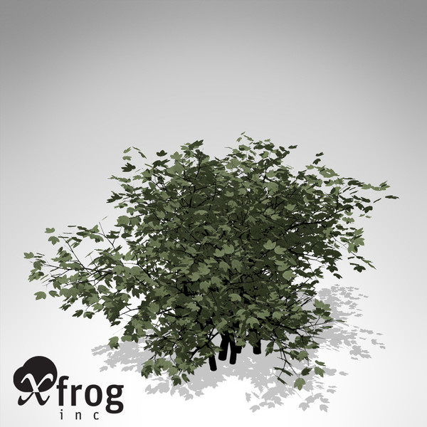 xfrogplants european cranberry bush lwo - XfrogPlants European Cranberry Bush... by xfrog