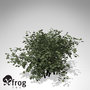 xfrogplants european cranberry bush lwo