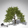 cashew tree plant 3d model