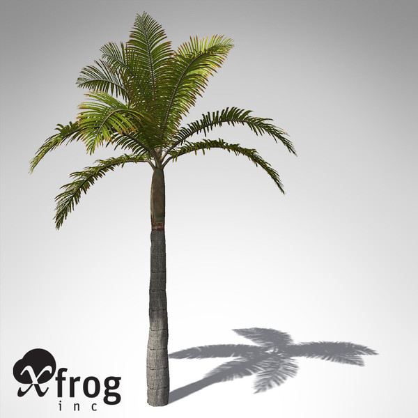 xfrogplants king palm plant max - XfrogPlants King Palm... by xfrog