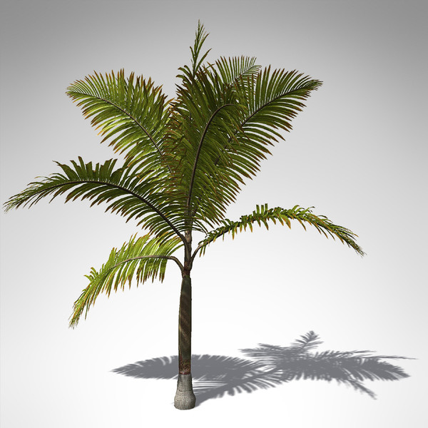 xfrogplants king palm plant max - XfrogPlants King Palm... by xfrog