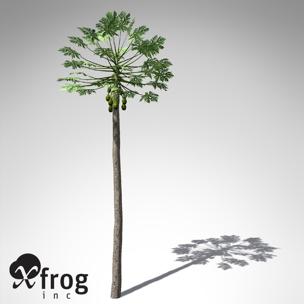 XfrogPlants Papaya plant