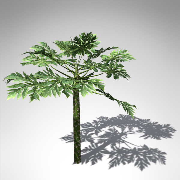 XfrogPlants Papaya plant