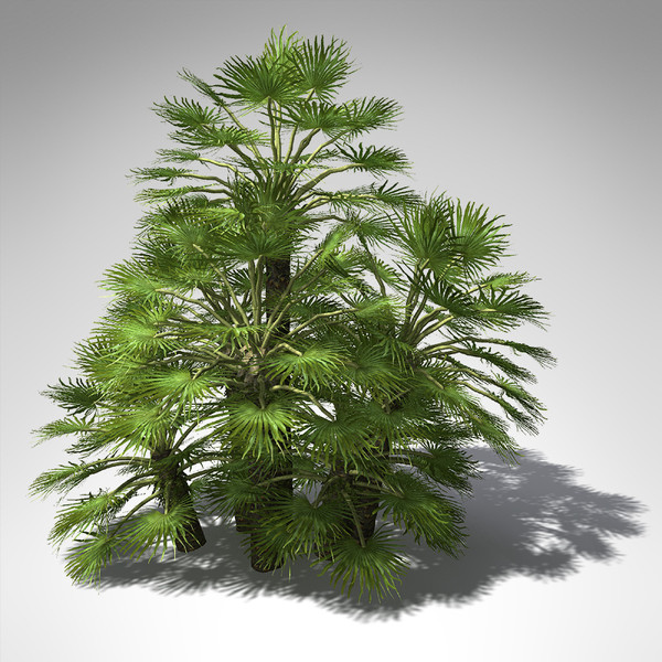mediterranean fan palm plant 3d model - XfrogPlants Mediterranean Fan Palm... by xfrog