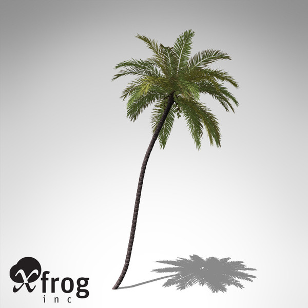 coconut palm tropical plant 3d model - XfrogPlants Coconut palm... by xfrog