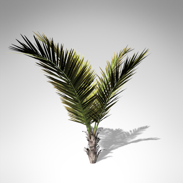 coconut palm tropical plant 3d model - XfrogPlants Coconut palm... by xfrog