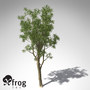bluegum eucalyptus tree planted 3d model