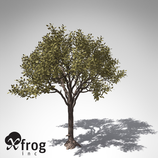 rubber tree plant 3d model - XfrogPlants Rubber tree... by xfrog