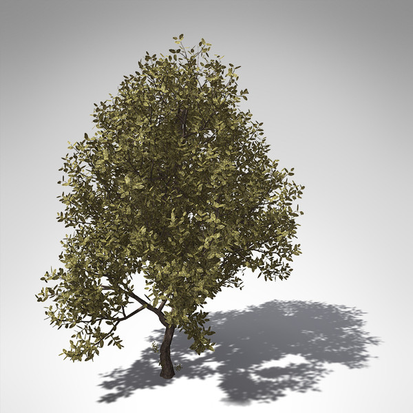 rubber tree plant 3d model - XfrogPlants Rubber tree... by xfrog
