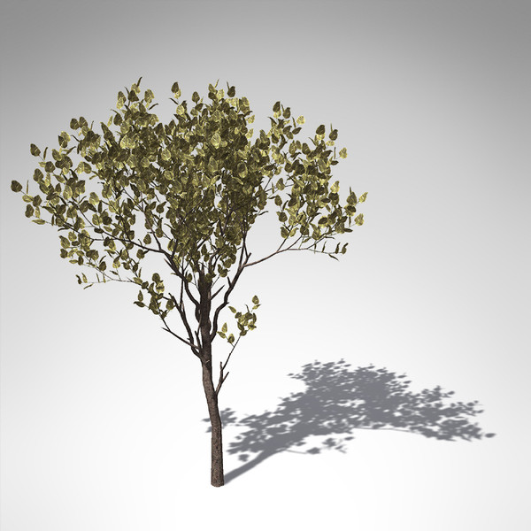 rubber tree plant 3d model - XfrogPlants Rubber tree... by xfrog