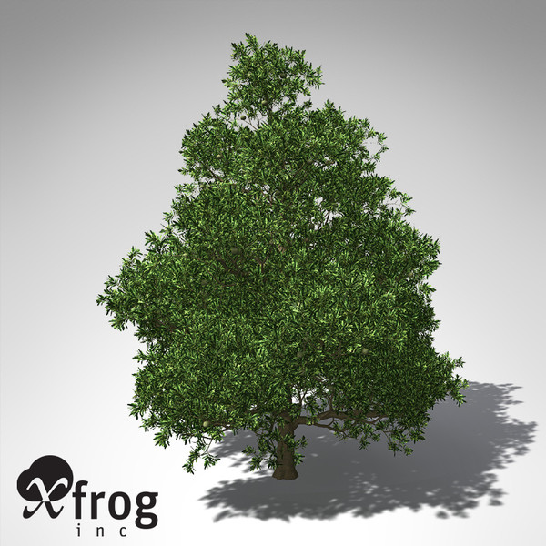 3d model xfrogplants macadamia tree tropical plant - XfrogPlants Macadamia... by xfrog