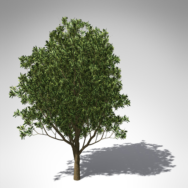 3d model xfrogplants macadamia tree tropical plant - XfrogPlants Macadamia... by xfrog