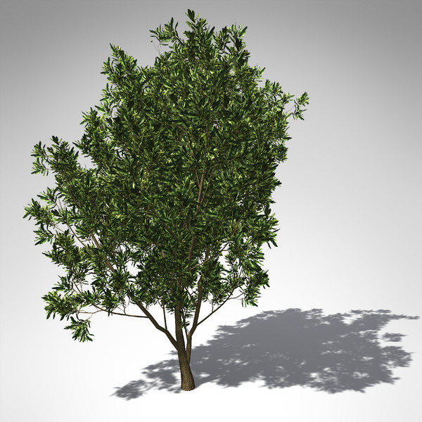 3d model xfrogplants macadamia tree tropical plant - XfrogPlants Macadamia... by xfrog