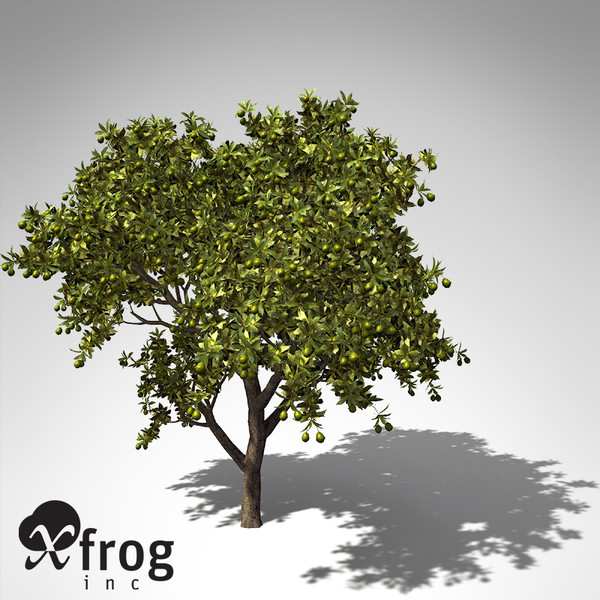 mango tree tropical plant 3d model - XfrogPlants Mango tree... by xfrog