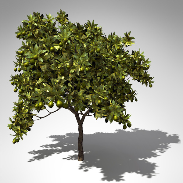 mango tree tropical plant 3d model - XfrogPlants Mango tree... by xfrog
