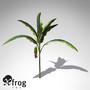 XfrogPlants Banana plant