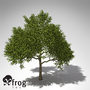 xfrogplants avocado tree tropical plant 3ds