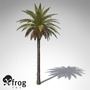 canary date palm plant 3d model