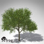 XfrogPlants Strawberry Guava tree