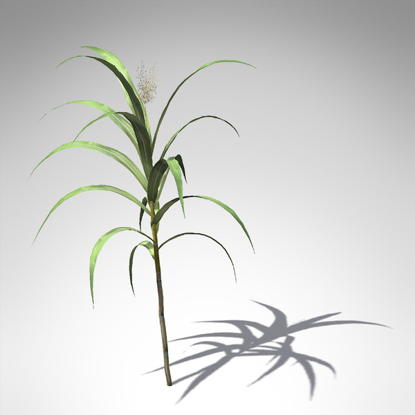 sugar cane plant 3d model - XfrogPlants Sugar Cane... by xfrog