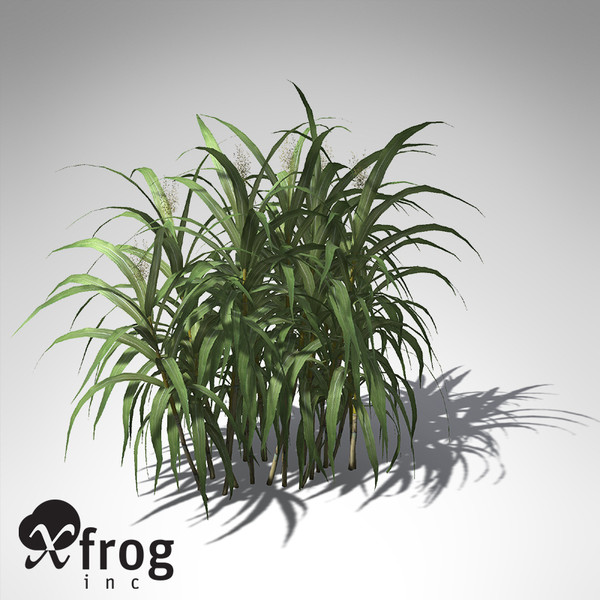 sugar cane plant 3d model - XfrogPlants Sugar Cane... by xfrog