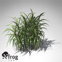sugar cane plant 3d model