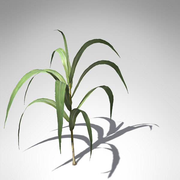 sugar cane plant 3d model - XfrogPlants Sugar Cane... by xfrog