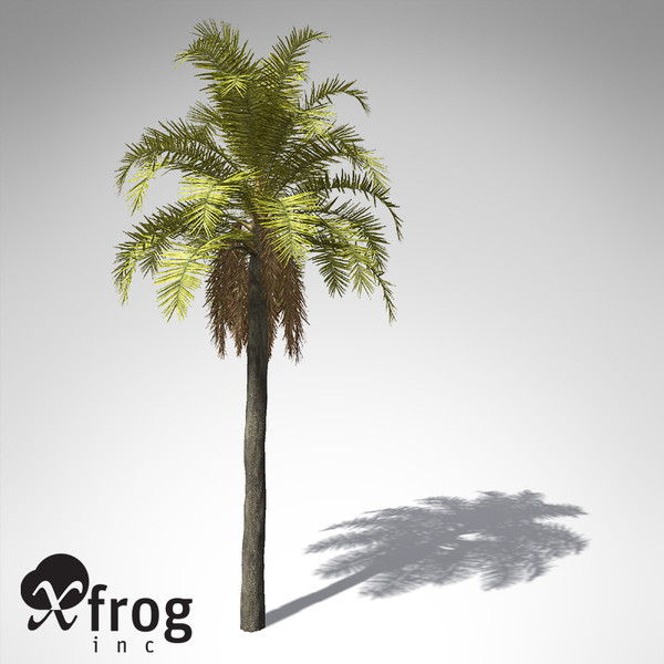 queen palm tropical plant 3d model - XfrogPlants Queen Palm... by xfrog