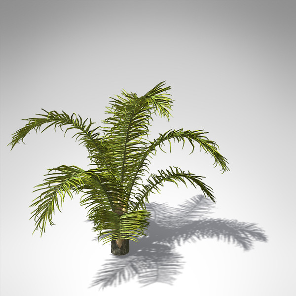 queen palm tropical plant 3d model - XfrogPlants Queen Palm... by xfrog