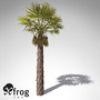 XfrogPlants Chinese Windmill Palm
