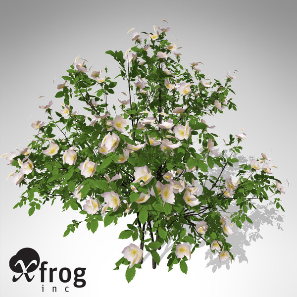 xfrogplants dog rose plant 3d model - XfrogPlants Dog Rose... by xfrog