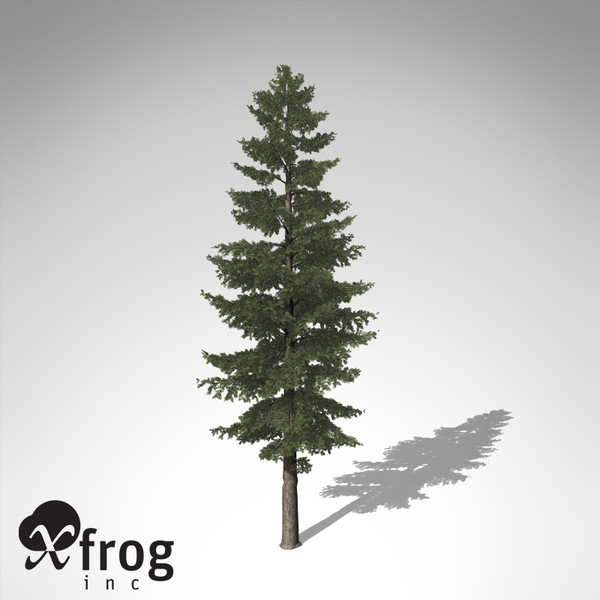 3d xfrogplants white fir tree - XfrogPlants White Fir... by xfrog