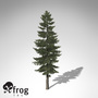 3d xfrogplants white fir tree