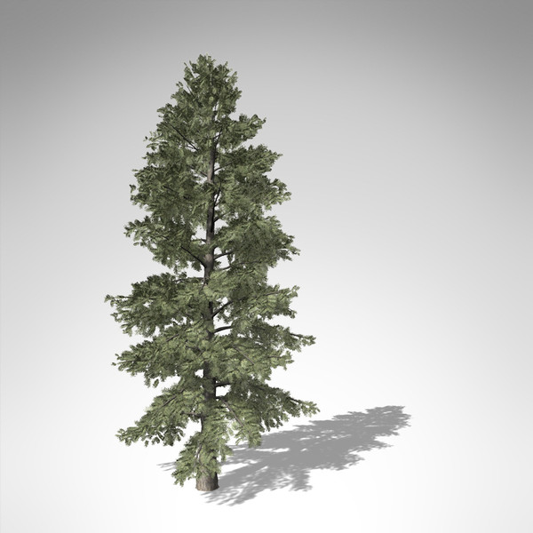 3d xfrogplants white fir tree - XfrogPlants White Fir... by xfrog