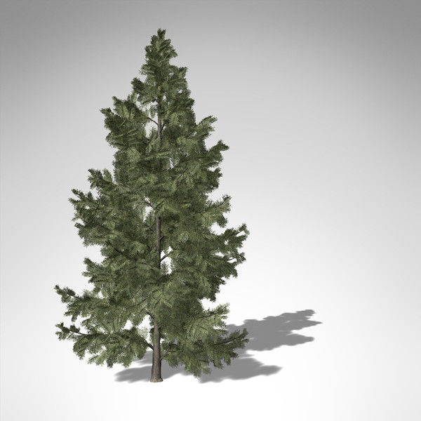 3d xfrogplants white fir tree - XfrogPlants White Fir... by xfrog