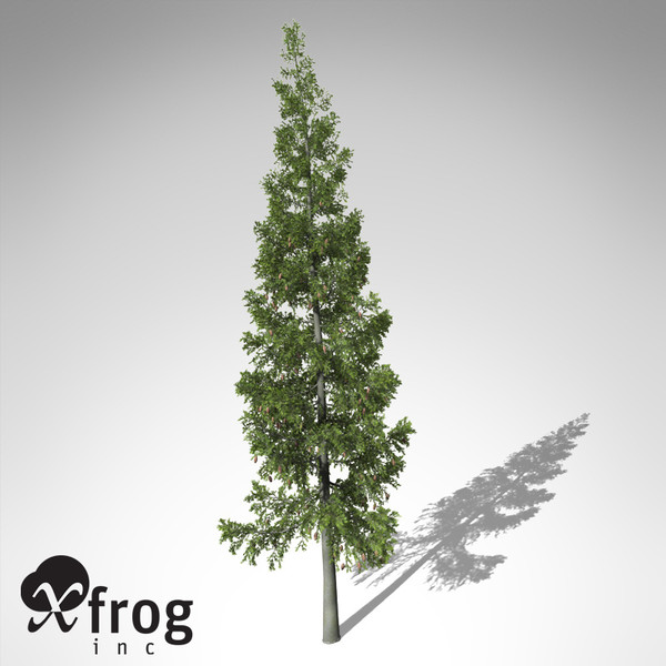grand fir tree 3d model - XfrogPlants Grand Fir... by xfrog